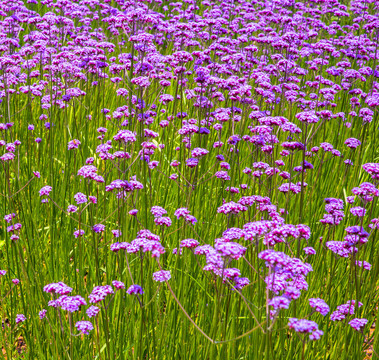 紫色花海,柳葉馬鞭草花田