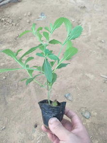 柳葉馬鞭草 夏日一抹紫色的浪漫