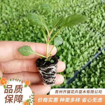 基地種植出售柳葉馬鞭草 多分枝耐旱鐵馬鞭 齊驥