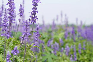 這是一片不一樣的海 張浦新晉網(wǎng)紅打卡點(diǎn)