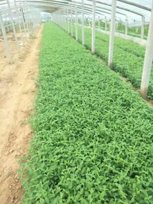 柳葉馬鞭草 夏日一抹紫色的浪漫