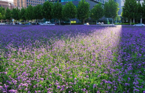 紫色花海 泰達(dá)msd花海柳葉馬鞭草迎來最佳觀賞期