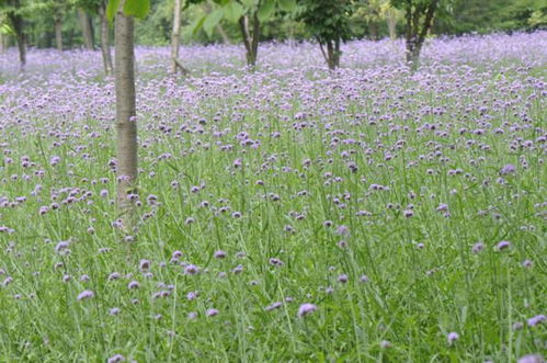 柳葉馬鞭草的栽培技術(shù)