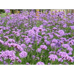 北京馬鞭草盆栽哪里有價(jià)格