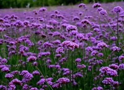 河南柳葉馬鞭草種子出售