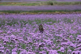 蕭山這兩片紫色花海正盛開,驚艷一夏 花癡們約嗎