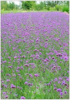 柳葉馬鞭草種植基地批發(fā)柳葉馬鞭草柳葉馬鞭草價(jià)格