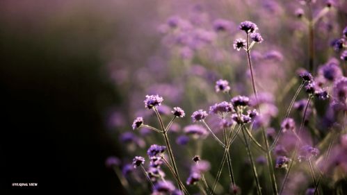 紫色花海,美不勝收,世紀(jì)公園柳葉馬鞭草已綻放