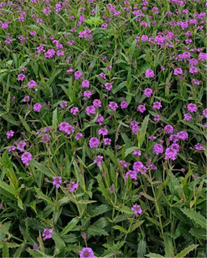 柳葉馬鞭草 盆栽苗多年生宿根庭院觀賞花卉植物盆栽包郵花鏡植物