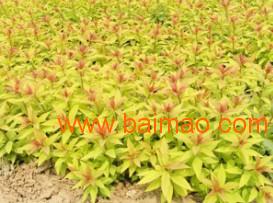 永嘉 柳葉馬鞭草 西府海棠 繡線菊 批發(fā)供應(yīng) , 永嘉 柳葉馬鞭草 西府海棠 繡線菊 批發(fā)供應(yīng) 生產(chǎn)廠家, 永嘉