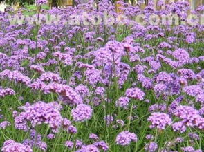 山東規(guī)模大的馬鞭草生產(chǎn)基地 江蘇馬鞭草