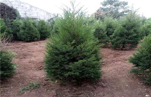 山東青州柳葉馬鞭草栽培管理技術(shù)