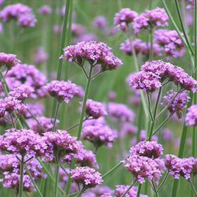 青州 路美綠化苗木 柳葉馬鞭草價(jià)格 馬鞭草批發(fā) 量大優(yōu)惠