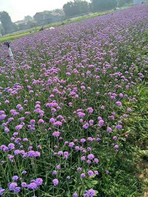 【山東青州柳葉馬鞭草花海盆栽小苗批發(fā)價(jià)格陜西內(nèi)蒙古新疆專用綠化苗灌木
