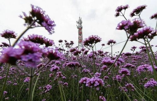 威海市環(huán)翠區(qū) 快去羊亭河濕地公園 打卡柳葉馬鞭草園
