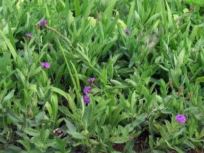 柳葉馬鞭草什么時(shí)候能開花