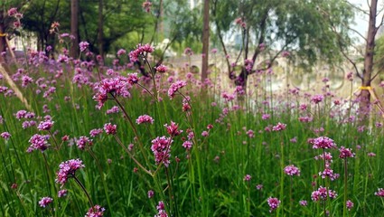 美麗吉安之賞花系列:柳葉馬鞭草花海惹人醉