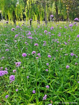 柳葉馬鞭草的秋天
