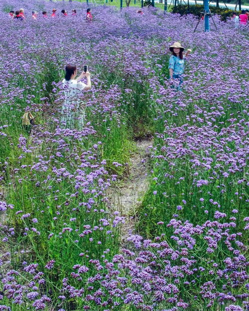 漢口江灘柳葉馬鞭草花海惹人醉