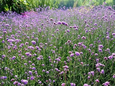 柳葉馬鞭草種植后需要預(yù)防病蟲害嗎