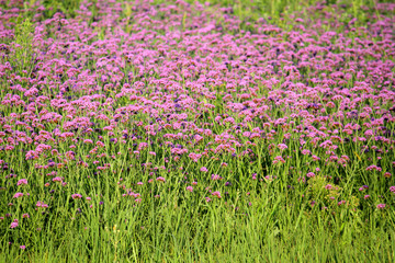 柳葉,馬鞭草,野花,山花,花海