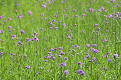 馬鞭草花海