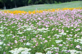 左岸花海,送你一個(gè)夏日繁花景