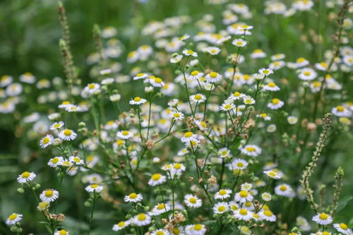 商丘絕美向日葵花海盛開,姐妹們趕緊來打卡