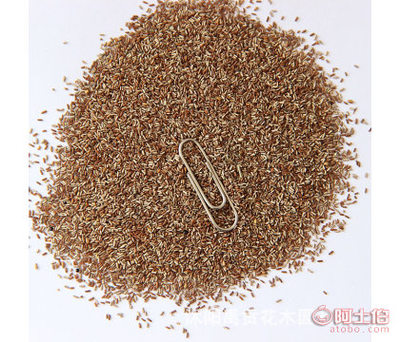 【沭陽(yáng)禹貢花木園藝場(chǎng)批發(fā)花卉種子柳葉馬鞭草種子園藝觀賞庭院種植量大優(yōu)惠】沭陽(yáng)禹貢花木園藝場(chǎng) - 產(chǎn)品庫(kù)