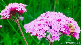 美瞎了 福州驚現(xiàn)大片馬鞭草花海 再也不用羨慕普羅旺斯了