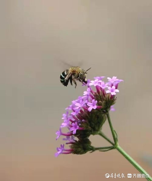 無墊蜂與柳葉馬鞭草的美好時(shí)光