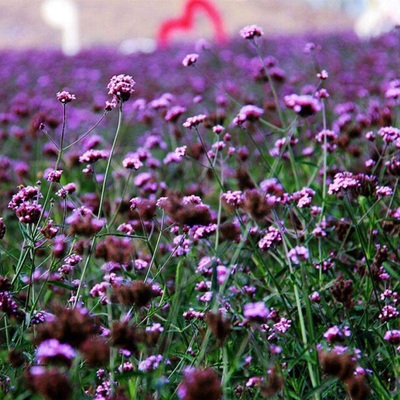柳葉馬鞭草種子大量批發(fā) 優(yōu)質(zhì)花卉種子 種植簡單 物美價(jià)廉
