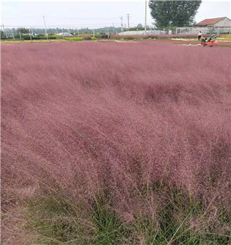 蕪湖萱草節(jié)日用物超所值