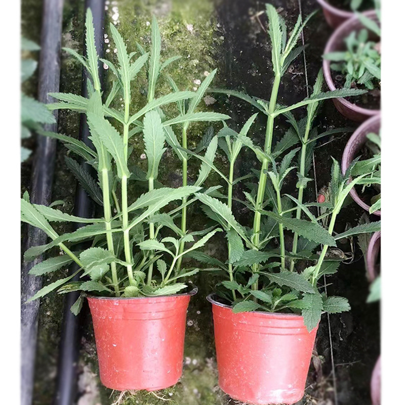 柳葉馬鞭草盆栽 鐵馬鞭 蜻蜓草 燕尾草 園林綠化苗木 地被植物