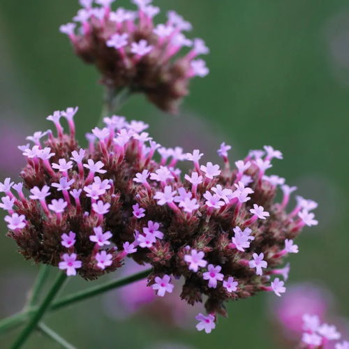滿眼的夢(mèng)幻紫,浪漫秘境藏身于松江這座街心花園
