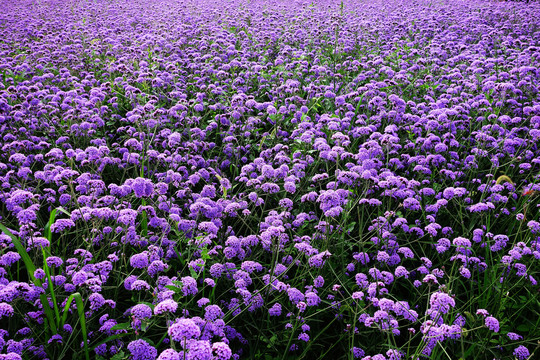柳葉馬鞭草,紫色花海