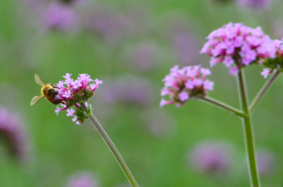 涇河新城柳葉馬鞭草,家門口的紫色花海!
