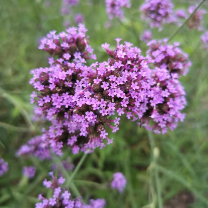 柳葉馬鞭草 盆栽苗多年生宿根庭院觀賞花卉植物盆栽包郵花鏡植物