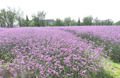 夏日探花丨柳葉馬鞭草盛開 來申城的這些地方感受 紫色浪漫