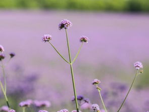 不必羨慕普羅旺斯的薰衣草,馬鞭草的 紫色花海 更浪漫震撼