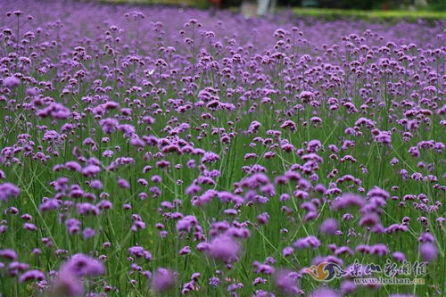 快來綠心公園收下這份 紫色浪漫