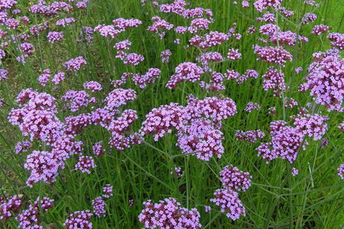 浙江柳葉馬鞭草花海種苗種植基地