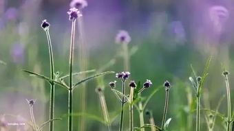 春花已謝 夏荷未開,來這里看美爆朋友圈的七彩花海吧
