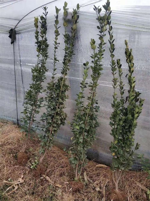 認準 云南大理柳葉馬鞭草綠化苗木大量供應,云南柳葉馬鞭草綠化苗木大量供應