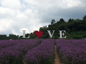 我和花兒有個約會 五 湖南鳳凰縣塘橋柳葉馬鞭草