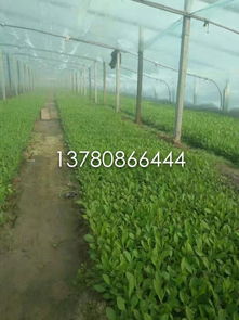 【柳葉馬鞭草基地直銷園林工程綠化草花】-