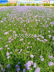 【柳葉馬鞭草種植基地】-