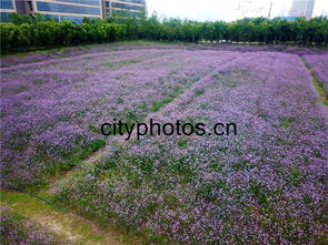 100多畝柳葉馬鞭草再現紫色花海