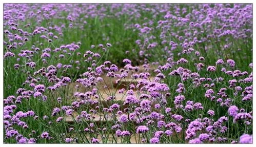 重慶柳葉馬鞭草多少錢一株