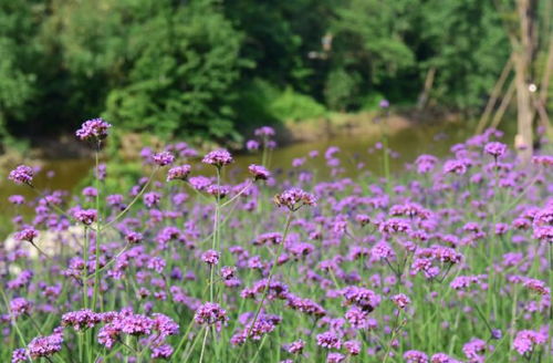 不用去普羅旺斯,在南充也能體驗紫色花海的浪漫